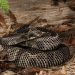 2639 Black Phase Timber Rattlesnake (Crotalus horridus).