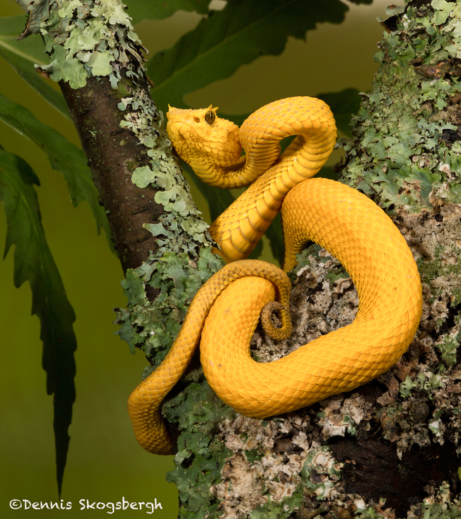 2645 Eyelash Viper (Bothriechis schlegelii). Native to Central and ...
