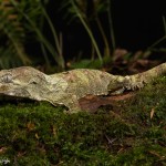2651 Bavay's Giant Gecko (Rhacodactylus chahoua).