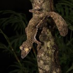 2658 Giant Leaf-tailed Gecko (Uroplatus fimbriatus).