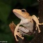 2661 Borneo Eared Frog (Polypedates otilophus).