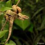 2662 Green Eyelash Viper (Bothriechis schlegelii).