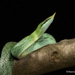 2674 Rhinoceros Ratsnake (Rhynchophis boulengeri).