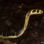 2677 Hatchling King Cobra (Ophiophagus hannah).