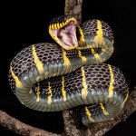 Gold-ringed Mangrove snake (Boiga dendrophila).