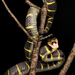 2697 Gold-ringed Mangrove snake (Boiga dendrophila).