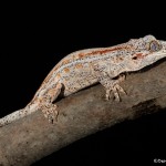 2700 Gargoyle Gecko or New Caledonian Bumpy Gecko (Rhacodactylus auriculatusis).