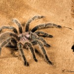 2707 Rose Hair Tarantula (Grammostola rosea).