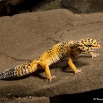 2712 Leopard Gecko (Eublepharis macularius).