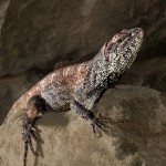 2716 Frill-necked Lizard (Chlamydosaurus kingii).