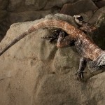 2717 Frill-necked Lizard (Chlamydosaurus kingii).