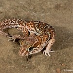 2719 Big Head Gecko (Paroedura pictus).