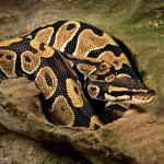 2720 Ball Python (Python regius).