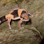 2721 African Fat-tailed Gecko (Hemitheconyx caudicunctus).