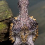 2723 Alligator Snapping Turtle (Macrochelys temminckii).