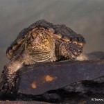 2724 Alligator Snapping Turtle (Macrochelys temminckii).