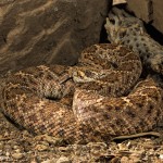 2725 Western Diamondback Rattlesnake (Crotalus atrox).
