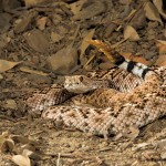 2726 Western Diamondback Rattlesnake (Crotalus atrox).