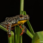 2727 Female Hieroglyphic Reed Frog (Hyperolius hieroglyphicus).