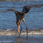 2741 Reddish Egret (Egretta rufescens).