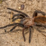 2746 Tarantula (Aphonopelma hentzi.