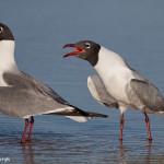 2750 Laughing Gulls (Leukophaeus atricilla).