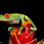 2754 Red-eyed Green Tree Frog (Agalychnis callidryas). Native to the Neotropical rainforests in Central America