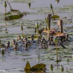 2762 Black-bellied Whistling Ducks (Dendrocygna autumnalis), Anahuac National Wildlife Refuge, TX