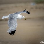 2766 Ring-billed Gull (Larus delawarensis), Bolivar Peninsula, TX