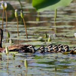 2769 Black-bellied Whistling Ducks (Dendrocygna autumnalis), Anahuac National Wildlife Refuge, TX