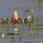 2769 Fulvous Whistling Duck and Chicks (Dendrocygna bicolor), Anahuac National Wildlife Refuge, TX