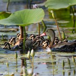 2770 Black-bellied Whistling Ducks (Dendrocygna autumnalis), Anahuac National Wildlife Refuge, TX