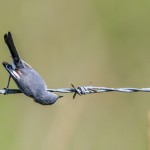 2777 Blue-gray Gnatcatcher (Polioptila caerulea). Anahuac National Wildlife Refuge, TX