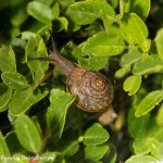 2781 Brown Garden Snail (Helix aspera), Dallas Arboretum