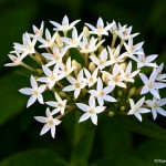 2782 White Swamp Milkweed (Asclepias perennis), Dallas Arboretum