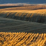 2786 Wheat Fields, Wasco, OR