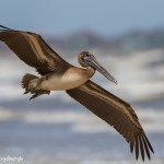 2865 Juvenile Brown Pelican (Pelicanus occidentalis), Bolivar Peninsula, TX