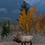 2910 Sunset, Bull Elk, Jasper National Park, Alberta, Canada