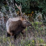 2911 Bull Elk, Jasper National Park, Alberta, Canada