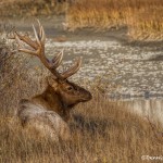 2912 Bull Elk, Jasper National Park, Alberta, Canada