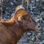 2914 Big Horn Ram, Jasper National Park, Alberta, Canada