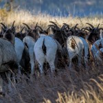 2917 Big Horn Sheep, Jasper National Park, Alberta, Canada