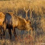 2919 Bull Elk, Jasper National Park, Alberta, Canada