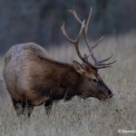 2922 Bull Elk, Jasper National Park, Alberta, Canada