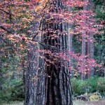 2956 November Colors, Yosemite National Park, CA