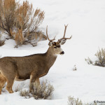 2993 Mule Deer, Yellowstone National Park, January
