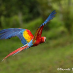 3014 Scarlet Macaw (Ara ambiguus). Costa Rica