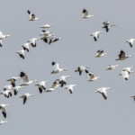 3021 Snow Geese (Chen caerulescens). Hagerman National Wildlife Refuge, TX