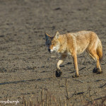 3024 Coyote (Canis latrans). Hagerman National Willdife Refuge, TX