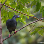 3052 Black Guan (Chamaepetes unicolor). Bosque de Paz, Costa Rica